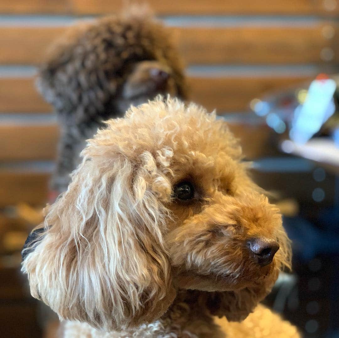 Out Tail さんのインスタグラム写真 - (Out Tail Instagram)「・ ゼロくんとライラちゃんが遊びにきてくれました🧸💕 ・ 相変わらず、お利口さんでした💕 ゼロくんもライラちゃんもとってもかわいい😍❤️ ・ また、遊びに来てください🥳🎶 ・ #outtail #犬なしでは生きていけません会 #dogcamp #アウトドアドッグ #犬連れキャンプ #犬とキャンプ #dogcamping #dog_outdoor #ワンコ #doggy #キャンプ #orca #ORCA #ウルフギャングマンアンドビースト #k9スポーツサック #キロナイナー #ペンドルトン #イージードッグ #マッドモンスターズ #ワンコのおやつ #ヒューマングレード #ほにほに亭 #はる工房 #ALPHAICON #アルファアイコン #carlson #ドッグセーター #トイプードル」3月20日 15時39分 - outtail.dogcamp