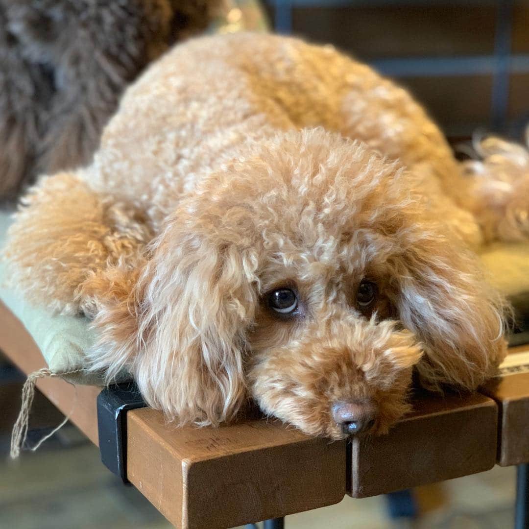 Out Tail さんのインスタグラム写真 - (Out Tail Instagram)「・ ゼロくんとライラちゃんが遊びにきてくれました🧸💕 ・ 相変わらず、お利口さんでした💕 ゼロくんもライラちゃんもとってもかわいい😍❤️ ・ また、遊びに来てください🥳🎶 ・ #outtail #犬なしでは生きていけません会 #dogcamp #アウトドアドッグ #犬連れキャンプ #犬とキャンプ #dogcamping #dog_outdoor #ワンコ #doggy #キャンプ #orca #ORCA #ウルフギャングマンアンドビースト #k9スポーツサック #キロナイナー #ペンドルトン #イージードッグ #マッドモンスターズ #ワンコのおやつ #ヒューマングレード #ほにほに亭 #はる工房 #ALPHAICON #アルファアイコン #carlson #ドッグセーター #トイプードル」3月20日 15時39分 - outtail.dogcamp