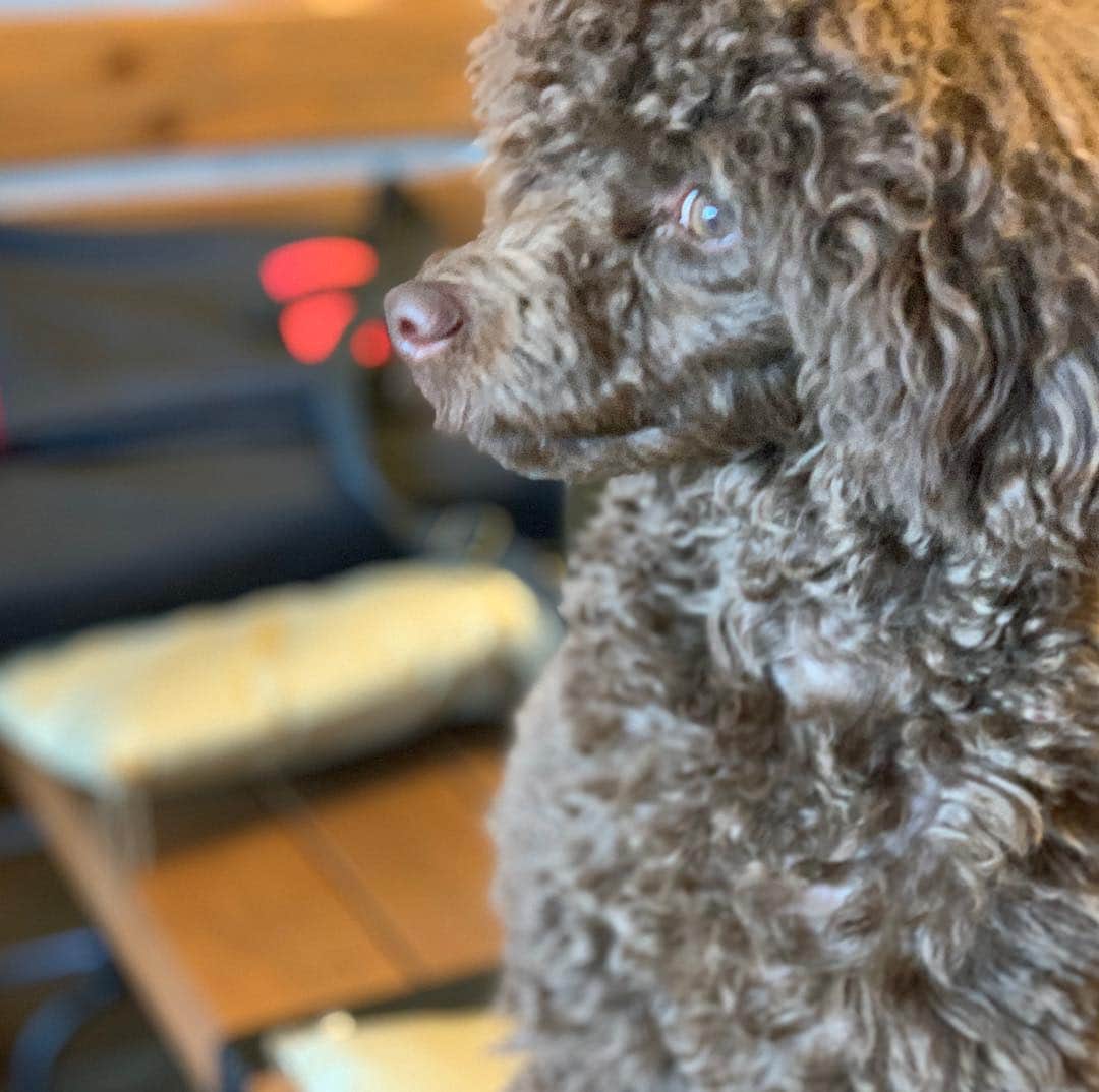 Out Tail さんのインスタグラム写真 - (Out Tail Instagram)「・ ゼロくんとライラちゃんが遊びにきてくれました🧸💕 ・ 相変わらず、お利口さんでした💕 ゼロくんもライラちゃんもとってもかわいい😍❤️ ・ また、遊びに来てください🥳🎶 ・ #outtail #犬なしでは生きていけません会 #dogcamp #アウトドアドッグ #犬連れキャンプ #犬とキャンプ #dogcamping #dog_outdoor #ワンコ #doggy #キャンプ #orca #ORCA #ウルフギャングマンアンドビースト #k9スポーツサック #キロナイナー #ペンドルトン #イージードッグ #マッドモンスターズ #ワンコのおやつ #ヒューマングレード #ほにほに亭 #はる工房 #ALPHAICON #アルファアイコン #carlson #ドッグセーター #トイプードル」3月20日 15時39分 - outtail.dogcamp