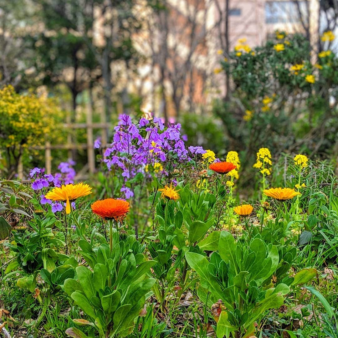 TAKAのインスタグラム：「今日の大阪は春ですな！ 暖かい！ . . . #pixel3 #pixel3photography #teampixel #shotonpixel3 #googlepixel3 #shotonpixel #nofilter #nogimmicks #noedit」