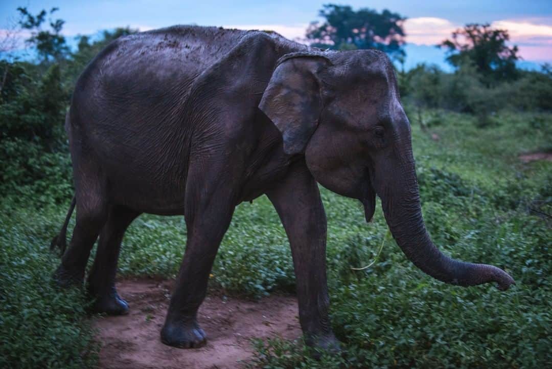 National Geographic Travelさんのインスタグラム写真 - (National Geographic TravelInstagram)「Photo by @max.lowe | Elephants across the globe have sadly become a species threatened by man-kinds dominance of the natural realms. Poaching of Elephants for their tusks has risen above and beyond many other issues publicized across the globe, yet their numbers continue to decline. This Asian Elephant, pictured in Yala National Park in Sri Lanka, is one of a small population of the Asian Elephant population that still exists in some sense of wild life. To protect and preserve these animals that share our planet and inspire awe in the natural world for people across the globe is on all our shoulders.」3月20日 16時01分 - natgeotravel