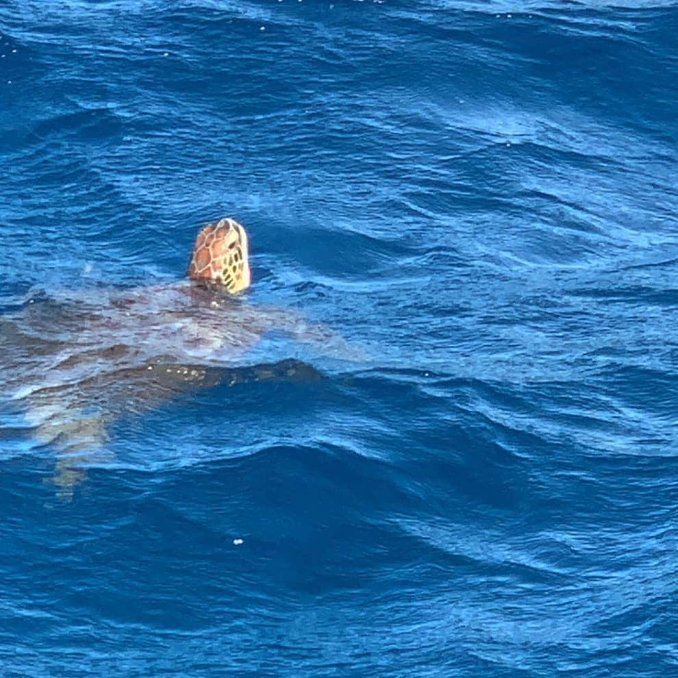 ユラさんのインスタグラム写真 - (ユラInstagram)「바다거북이보기힘들데용 저는 봤지요🤩 🐢🐢🐢🐬🐬」3月20日 16時06分 - yura_936