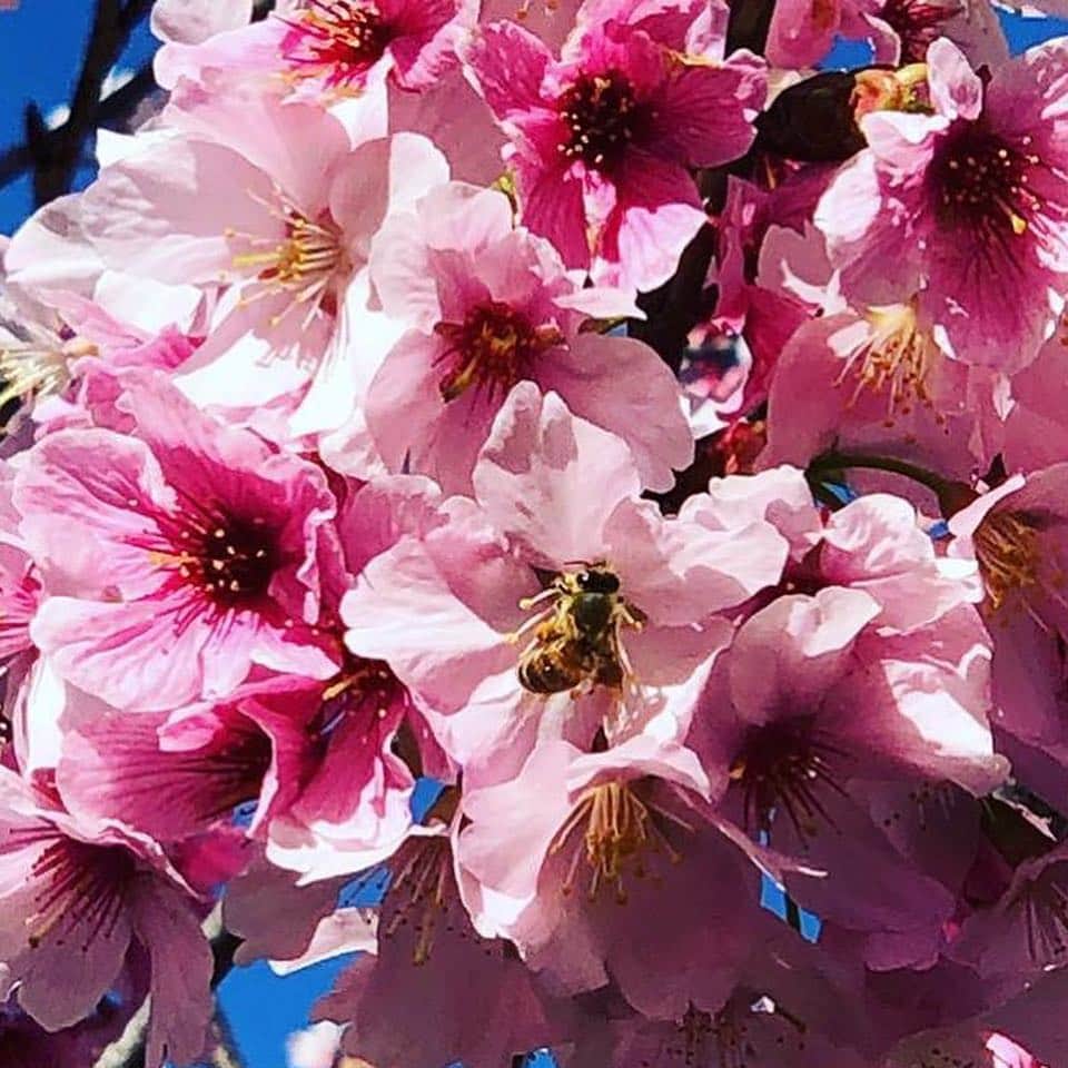 アメリカ大使館さんのインスタグラム写真 - (アメリカ大使館Instagram)「日本でも連日桜の開花のニュースを目にするようになましたね。いよいよ春本番という感じがしますね😊 一足早く、カリフォルニア州オレンジカウンティ(南カリフォルニア地域)では、桜🌸の花が見頃を迎えています〜 日本の桜より少しピンクの色が強いですね。 カリフォルニアの真っ青な空にピンクの花が映えますよね✨ そろそろお花見🍡🌸🍻の計画立てている人もいるのかな⁉️ . #us #usa #america #california #orangecounty #cherryblossom #pink #flowers #blooming #spring #studyabroad #park #アメリカ #カリフォルニア #留学 #西海岸 #散歩 #桜 #満開 #お花見 #海外生活 #westcoast #空 #bluesky #instaphoto #季節 #season」3月20日 16時25分 - usembassytokyo