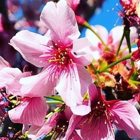 のインスタグラム：「日本でも連日桜の開花のニュースを目にするようになましたね。いよいよ春本番という感じがしますね😊 一足早く、カリフォルニア州オレンジカウンティ(南カリフォルニア地域)では、桜🌸の花が見頃を迎えています〜 日本の桜より少しピンクの色が強いですね。 カリフォルニアの真っ青な空にピンクの花が映えますよね✨ そろそろお花見🍡🌸🍻の計画立てている人もいるのかな⁉️ . #us #usa #america #california #orangecounty #cherryblossom #pink #flowers #blooming #spring #studyabroad #park #アメリカ #カリフォルニア #留学 #西海岸 #散歩 #桜 #満開 #お花見 #海外生活 #westcoast #空 #bluesky #instaphoto #季節 #season」