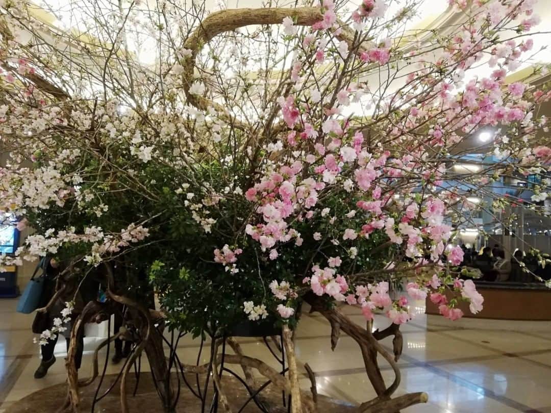 のインスタグラム：「Spring is on it's way to #Osaka! Thank you for seeing the city with #OsakaWonderLoopBus!  #sakura #opentopbus #loopbus #hoponhopoff #hotelnewotaniosaka #cherryblossoms」