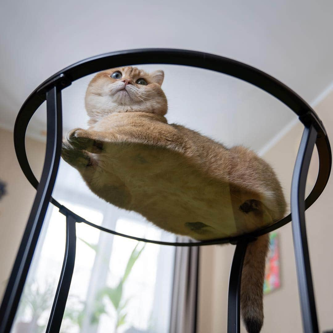 Hosicoさんのインスタグラム写真 - (HosicoInstagram)「Who's behind that glass?」3月20日 16時42分 - hosico_cat