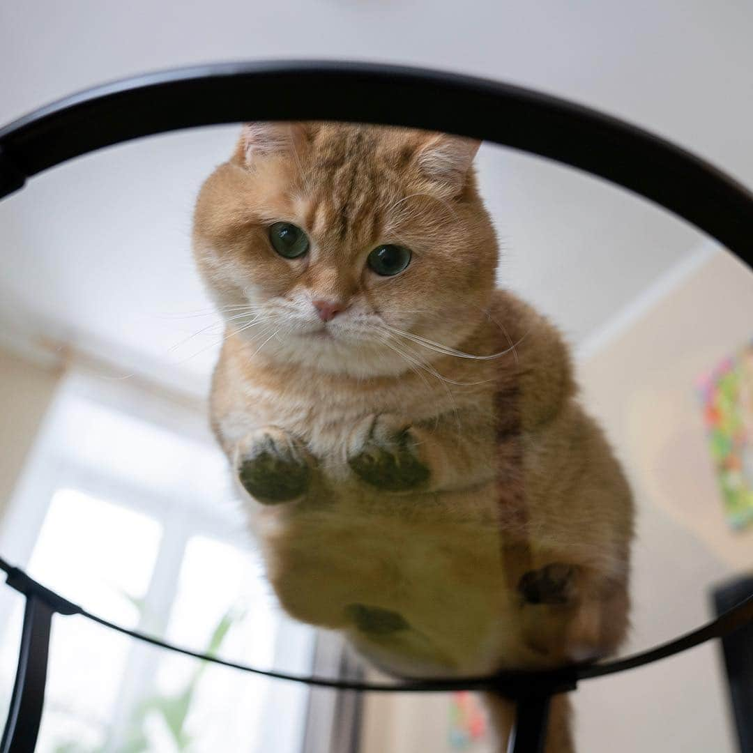 Hosicoさんのインスタグラム写真 - (HosicoInstagram)「Who's behind that glass?」3月20日 16時42分 - hosico_cat