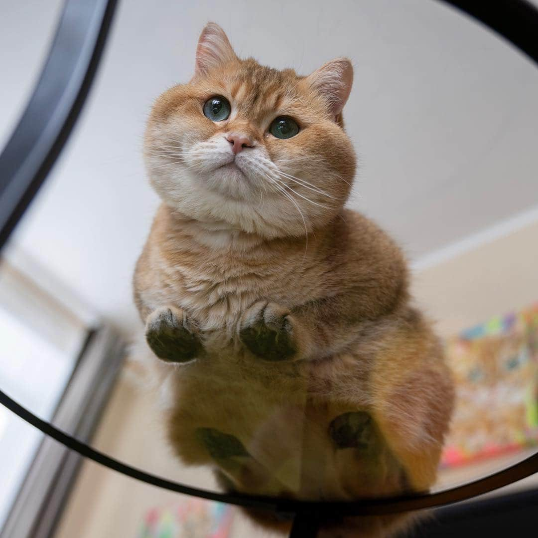 Hosicoさんのインスタグラム写真 - (HosicoInstagram)「Who's behind that glass?」3月20日 16時42分 - hosico_cat