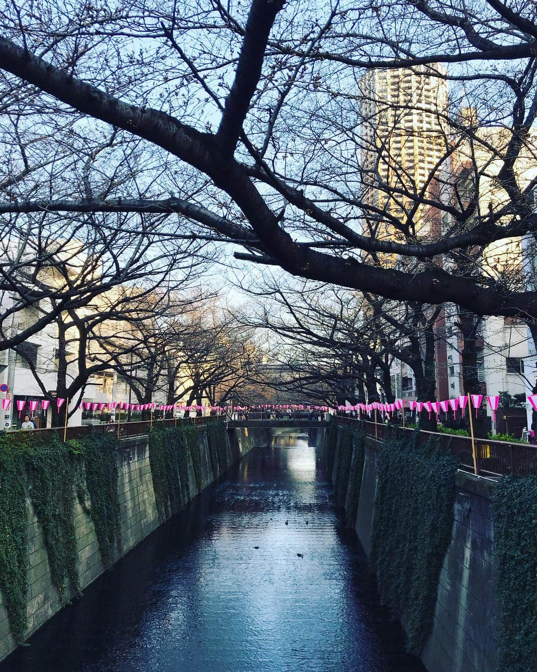 長崎峻侑さんのインスタグラム写真 - (長崎峻侑Instagram)「もう少しで桜咲くね✨  #桜 #花粉症完治 #甜茶」3月20日 16時43分 - shunsukenagasaki