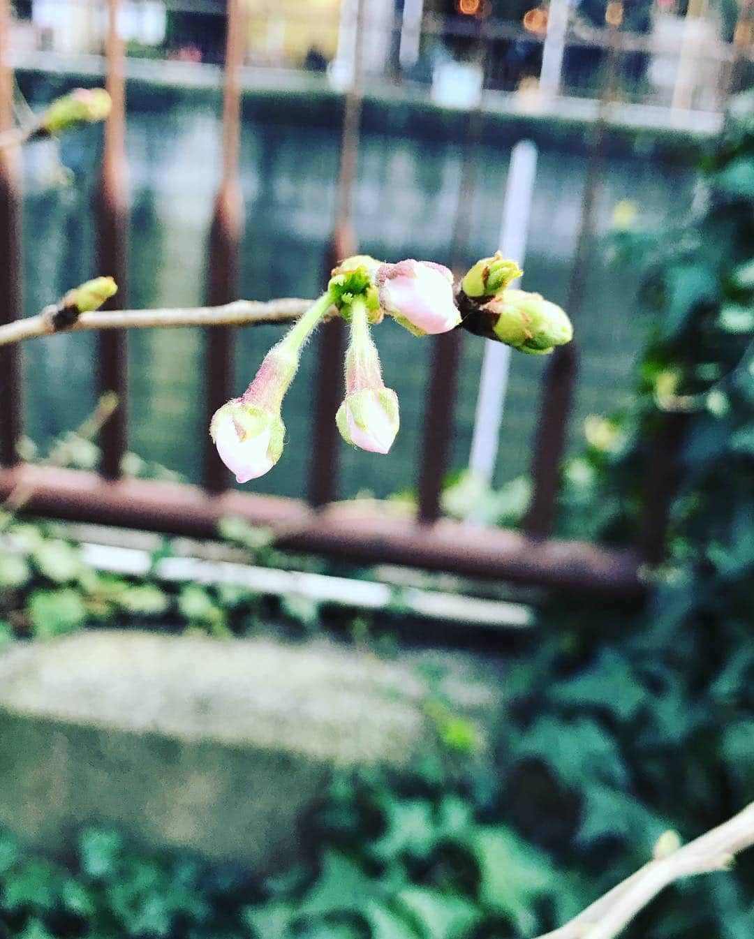 長崎峻侑さんのインスタグラム写真 - (長崎峻侑Instagram)「もう少しで桜咲くね✨  #桜 #花粉症完治 #甜茶」3月20日 16時43分 - shunsukenagasaki