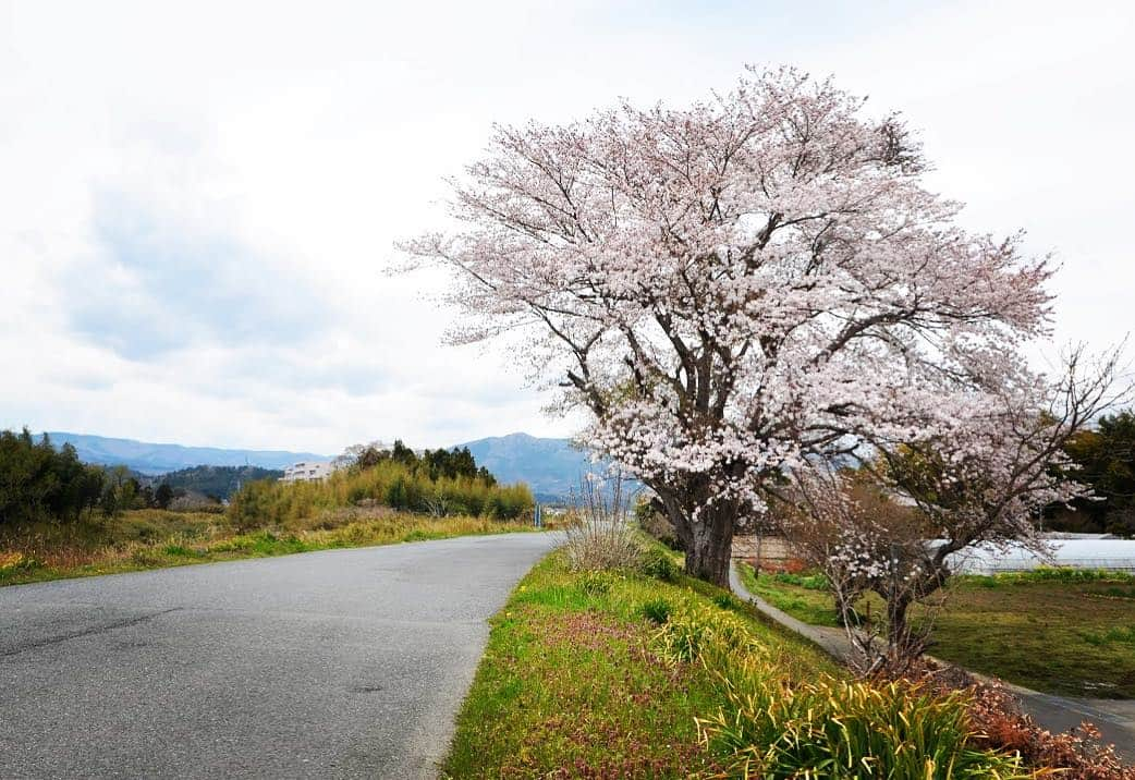 Rediscover Fukushimaさんのインスタグラム写真 - (Rediscover FukushimaInstagram)「Beautiful cherry blossom tree I spotted randomly on the side of the road when driving around Iwaki during the first week of April 2 years ago. This year, the cherry blossom is arriving early, so I think Iwaki’s blossom is likely to look fabulous in very early April this year!」3月20日 17時32分 - rediscoverfukushima