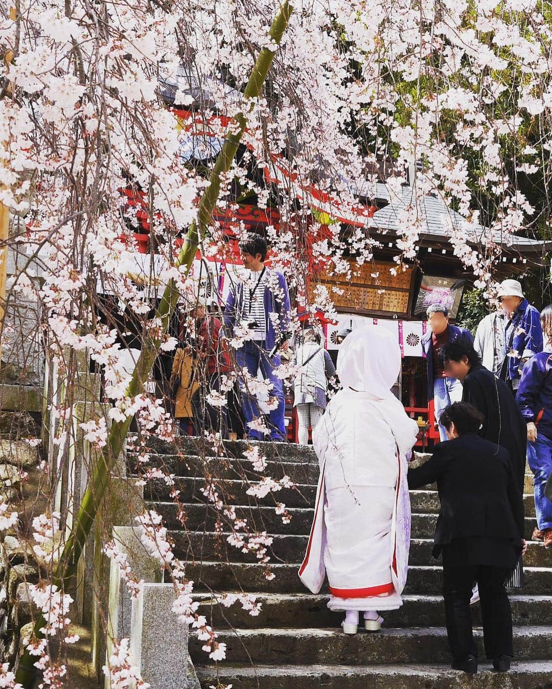 Rediscover Fukushimaさんのインスタグラム写真 - (Rediscover FukushimaInstagram)「Traditional Shinto wedding ceremony under the cherry blossom at Ogawa Suwa Shrine in Iwaki wedding 💕🎎 very romantic. Photo taken in April 2017」3月20日 17時33分 - rediscoverfukushima