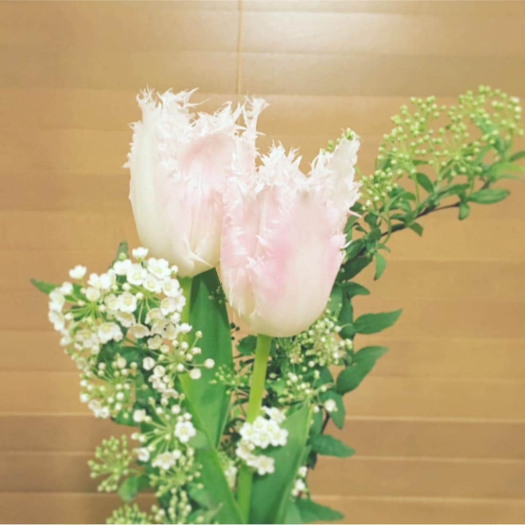 フレシャス公式(FRECIOUS) さんのインスタグラム写真 - (フレシャス公式(FRECIOUS) Instagram)「みなさま、こんばんは^^. . いよいよ春到来。 春はたくさんの花が咲き始め、 彩り豊かな季節ですね。 代表格は桜、そしてチューリップでしょうか？ . 先日珍しい形のチューリップを発見。 . 薄ピンクの花弁に白色のフリルが可愛らしい フリンジ咲きのチューリップです。 お部屋が華やぎ、癒されました♪ . 明日は春分の日。 昼と夜の長さがほぼ等しくなる日なのだそう。 お休みの方も多いかと思います。 良い休日をお過ごしくださいませ♩ （編集部Y） . ─────────────── 【次回キャンペーン間もなくスタート！】 こちらよりフォローしてお待ちください♪ ↓　↓　↓ 【フレシャス公式】 @frecious_official ─────────────── #フレシャス #FRECIOUS #天然水#ウォーターサーバー#waterserver#シンプルライフ #丁寧な暮らし#ていねいな暮らし#花のある暮らし#チューリップ#tulip#フリジン#ジャスミンティー#tea#teatime#おうちカフェ#カフェ部#春#spring#春分の日」3月20日 17時43分 - frecious_official