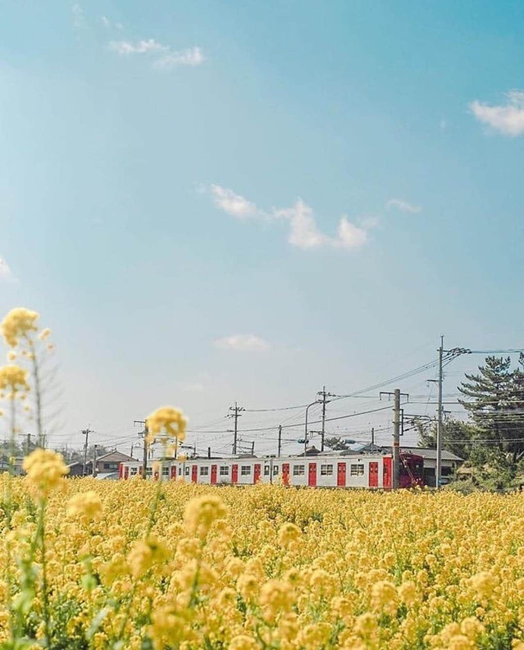 aumoさんのインスタグラム写真 - (aumoInstagram)「【 #菜の花畑 × #糸島女子旅 】 . 福岡県にある福ふくの里で撮影されたこちらの写真📸約5万本の菜の花が咲き誇るこちらのスポット🌼あなたもカメラ片手に訪れてみませんか？ . Credit：@iroha.168.168さん 素敵なお写真をありがとうございます☺ . あなたが撮影した素敵な写真に 「#aumo」を付けて教えてください♡ あなたの投稿が明日紹介されるかも♪ . aumoアプリは毎日配信！おでかけや最新グルメなどaumo読者が気になる情報が満載♡ ダウンロードはプロフィールのURLから✔ (iPhone&Android版) . . #福岡旅行 #福岡観光 #福ふくの里 #風景#絶景#旅#おでかけ#国内旅行#風景写真#日本の風景#綺麗な景色#ダレカニミセタイケシキ#カメラ女子部#景色最高#日本の絶景#旅行好き#旅好きの人と繋がりたい#スポット#カメラ撮ってる人と繋がりたい#あなたとみたい景色#景色綺麗#日本の景色#絶景ポイント#絶景スポット#写真楽しむ部#写真好キト繋ガリタイ」3月20日 17時51分 - aumo.jp