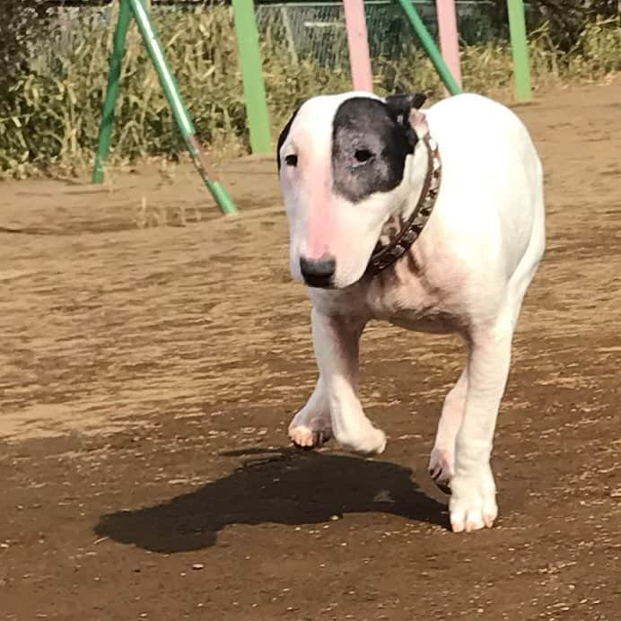 Q太郎さんのインスタグラム写真 - (Q太郎Instagram)「#minituru#bull#terrier#minibullterrier#miniturubullterrier#dog#dogstagram#cute#qtaro#love#family#ミニチュア#ブルテリア#ミニチュアブルテリア#Q太郎」3月20日 17時44分 - qtaro.jun