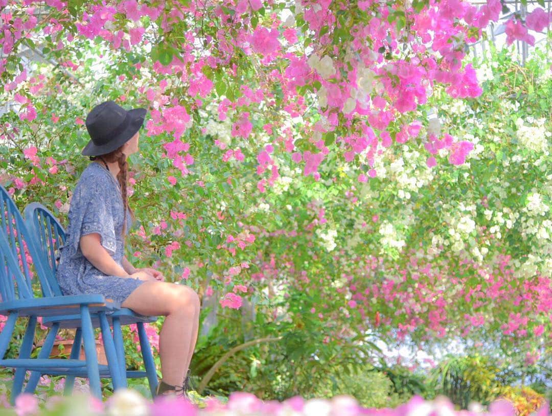 Be.okinawaさんのインスタグラム写真 - (Be.okinawaInstagram)「Wrap yourself in a veil of Okinawa's bougainvillea. 📷:@dafunky5 #bougainvillea #miyakoisland #flowers #beautifulflowers #okinawanflowers #flowerlife #flowerlovers #beokinawa #visitokinawa」3月20日 17時50分 - visitokinawajapan