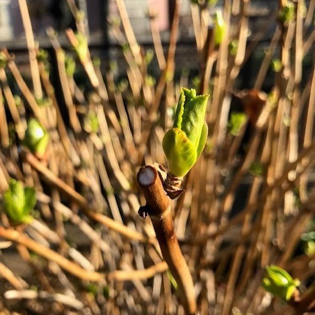 生活の木 Tree of life 【公式Instagram】さんのインスタグラム写真 - (生活の木 Tree of life 【公式Instagram】Instagram)「\今夜は満月🌒🌙🌝🌙🌘/ㅤㅤㅤㅤㅤㅤㅤㅤㅤㅤㅤㅤㅤㅤㅤㅤㅤㅤㅤㅤㅤㅤㅤㅤㅤ 【満月公開！】アーユルヴェーダ のコラムが更新されました。  今回のコラムテーマは「春の月夜に輝く光」。 植物の成長に必要なのは太陽の光、と思われがちですが 実は月のエネルギーも欠かせないのです。 今夜の満月パワーが、桜の開花を促すかも・・・？ 楽しみですね🌸 ㅤㅤㅤㅤㅤㅤㅤㅤㅤㅤ コラム全文は、生活の木HP もしくは @treeoflife_official内のリンク：LIBRARY よりご覧いただけます。 . . #LIBRARY #生活の木  #ハーブとアロマテラピー専門店  #アーユルヴェーダ #スリランカ #東洋医学 #月の満ち欠け #植物の成長  #満月 #デトックス  #月のエネルギー #春の月夜 #桜 #サクラ #開花 #待ち遠しい #🌸 #月夜 #生命エネルギー #オージャス  #春 #新たな命 #新芽 #芽吹く #活力素 #浄化  #アーユルヴェーディック #コラム  #ayurveda #fullmoon」3月20日 17時56分 - treeoflife_official