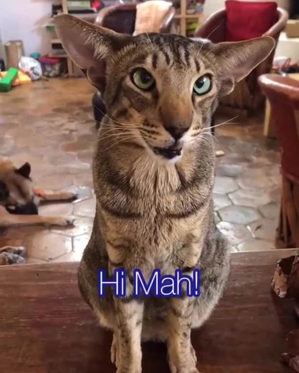 のインスタグラム：「I can talk to balam all day 😘⠀ ⠀ 📹@balam_says⠀ ⠀ #meowed #orientalshorthair #conversationswithbalam」