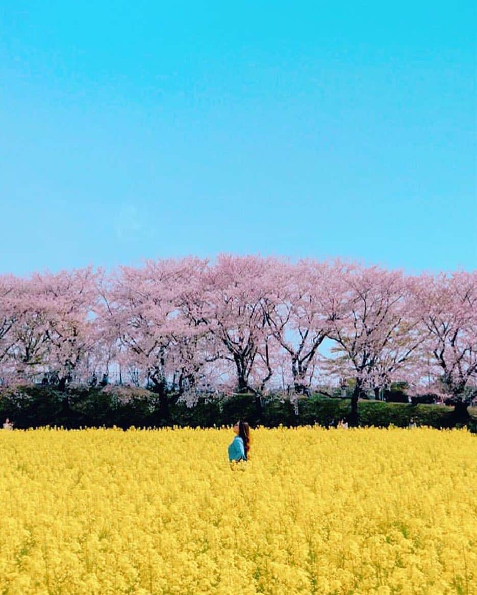 au公式Instagramアカウントのインスタグラム：「[#桜×#スマホジェニック]﻿ ﻿ 奈良県「藤原宮跡」で撮影されたこちらのお写真は @xoemixo さんの#スマホジェニック な1枚。上から[空の青、桜のピンク、菜の花の黄色]3つのコントラストがとても美しいですよね🌸🌼﻿ 今回は【桜と菜の花畑を一緒に撮影するテクニック】をご紹介します。﻿ ﻿ 撮影のポイントは「構図」と「洋服」。﻿ ﻿ 被写体（人物）が溶け込むような1枚にするためにスマホカメラの角度を調整。その中でも人物が映えるよう、洋服の色も花の色と被らないよう意識されたんだそうです。﻿ また、他の観光客の方が写りこまないよう、撮影のタイミングも狙ったとのこと。印象的な1枚に仕上げるためにはそういった気遣いも必要なんですね✨﻿﻿ ぜひこちらを参考にして、皆さんも#桜 の素敵な一枚を撮影してみてくださいね！﻿ ﻿ ﻿ photo by @xoemixo﻿」