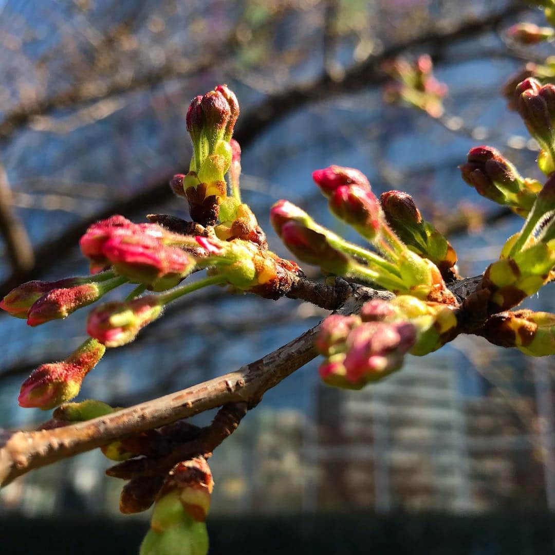 テレ朝newsさんのインスタグラム写真 - (テレ朝newsInstagram)「41年ぶりに全国トップを切って長崎でソメイヨシノが開花しました。 21.5℃の最高気温を観測した東京でも開花の期待が高まりましたが、標本木ではあと1輪…開いている花が足りず桜の開花は明日以降に持ち越されました。  テレビ朝日のある東京・六本木 毛利庭園の桜ですが…  こちらも、もうすぐ咲きそうです！  #テレビ朝日 #テレ朝 #news #六本木 #東京 #japan #follow #テレビ #テレビが好きな人と繋がりたい #天気 #weather #空 #空が好きな人と繋がりたい #sky #サクラ #さくら #桜 #CherryBlossoms #sakura #開花 #ソメイヨシノ #桜前線」3月20日 18時15分 - tv_asahi_news