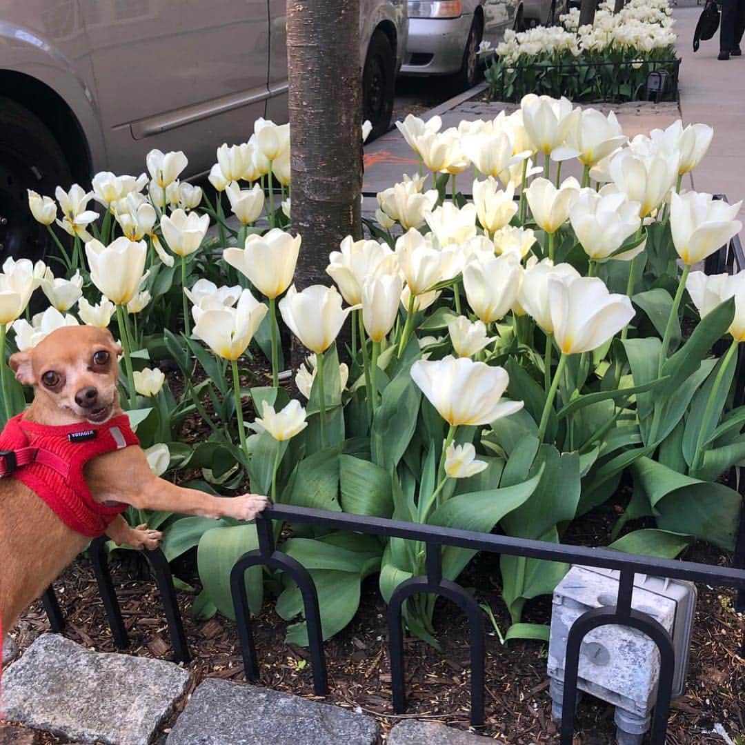 Warby Parkerさんのインスタグラム写真 - (Warby ParkerInstagram)「It's easier to stop and smell the flowers when they’re eye level. Happy (official) first day of Spring! 👀🌷 (Photo by @nycpuma.)」3月20日 23時51分 - warbyparker