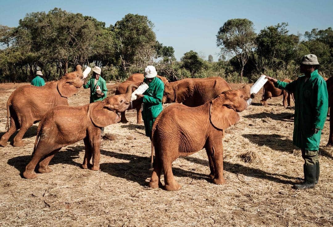 NBC Newsさんのインスタグラム写真 - (NBC NewsInstagram)「Elephants are fed milk by keepers at the David Sheldrick Wildlife Trust #elephant orphanage in #Nairobi, #Kenya. Each calf at the #nursery has a tragic story: orphaned by poachers, drought or in conflict with humans encroaching further into the few wildlands left. Elephants stay at the orphanage for about 3 years before being released. . 📷 Yasuyoshi Chiba / @afpphoto」3月20日 23時52分 - nbcnews