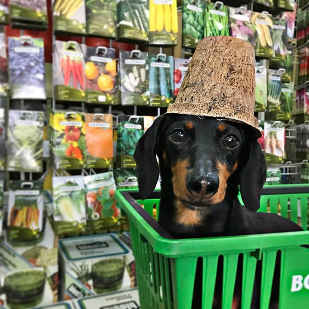 Crusoe the Celebrity Dachshundさんのインスタグラム写真 - (Crusoe the Celebrity DachshundInstagram)「"Spring is here and you know what that means... soon I'll be diggin'! What seeds should I dig? ~ Crusoe」3月20日 23時55分 - crusoe_dachshund