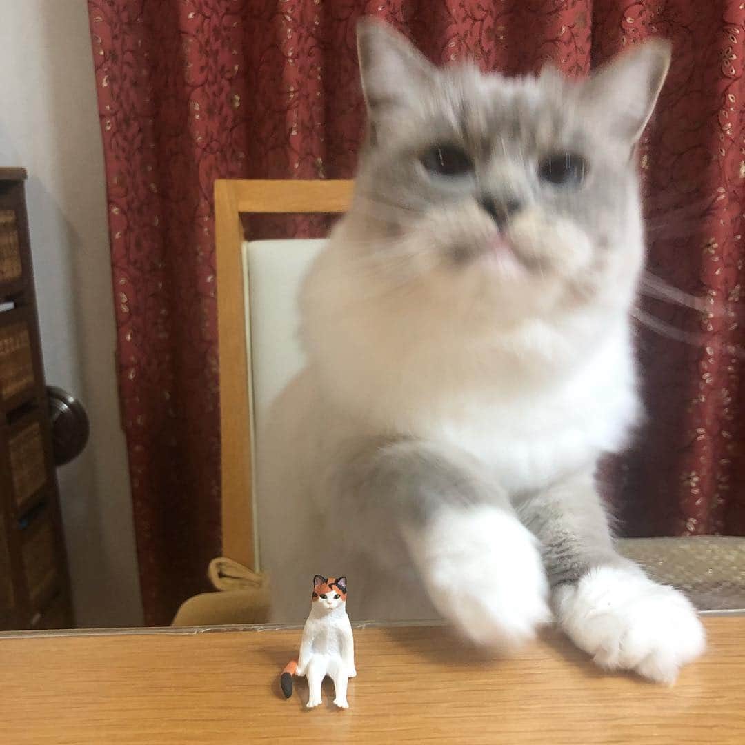 しるこさんのインスタグラム写真 - (しるこInstagram)「2019.3.20 だいぶブレてるのに めっちゃ可愛い顔してるのはわかる😂💕 . #ブレブレ祭 #座り猫 #白目チラ見え .」3月20日 23時55分 - shirukotan