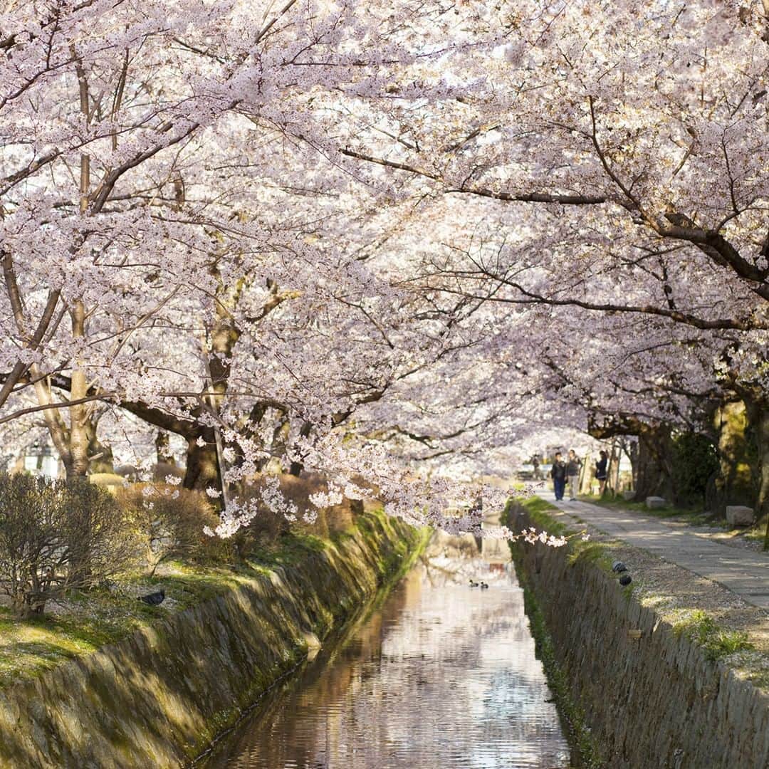 楽天トラベル さんのインスタグラム写真 - (楽天トラベル Instagram)「今年見に行きたいお花見スポットランキングをご紹介👇🏻※写真は過去の開花時のものです . 第14位は 約2kmの疏水沿いの散策道に桜が咲き誇りロマンチックに染まる #京都 #哲学の道 🌸 満開時の#桜のトンネル は感動的✨風に吹かれて桜が舞う散り際も実に美しい光景です！ . ********************* 旅先で撮った素敵な写真に @rakutentravel をタグ付けしてシェアしてね♪ 厳選してこのアカウントで紹介させていただきます！ ********************* . #楽天トラベル #楽天  #rakutentravel #旅 #旅行 #旅に出よう #旅行好きな人と繋がりたい #travel #trip #日本 #japan #일본 #instagramjapan #IG_JAPAN #japantrip #桜 #桜の名所 #sakura #cherryblossom #kyoto」3月20日 18時30分 - rakutentravel