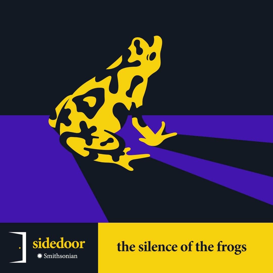 スミソニアン国立動物園さんのインスタグラム写真 - (スミソニアン国立動物園Instagram)「Scientists with @AmphibianRescue built an ark to save 🐸. Listen 🎧 to The Silence of the Frogs from @Smithsonian #Sidedoorpodcast . . #WeSaveSpecies #Frogs #Amphibians #Panama #Sidedoorpod #WorldFrogDay」3月20日 18時30分 - smithsonianzoo