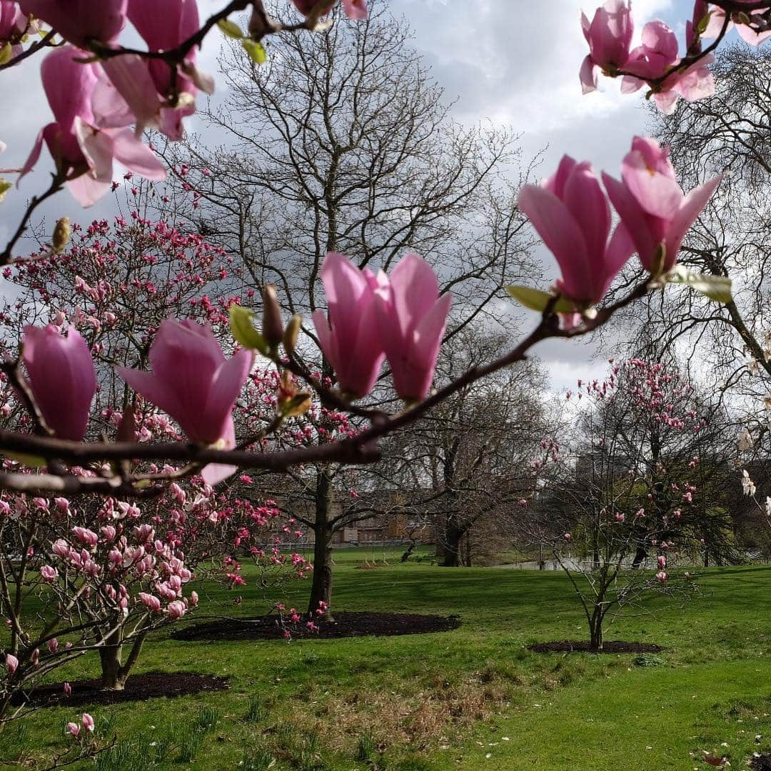 ロイヤル・ファミリーさんのインスタグラム写真 - (ロイヤル・ファミリーInstagram)「Today is the #FirstDayofSpring and flowers are beginning to bloom in the Buckingham Palace gardens.  Gardeners have been making the most of the milder weather, planting trees and shrubs, mainly spring flowering Rhododendrons and Camellias.  Geese have also been enjoying the gardens and a new flower meadow will be installed later this week to provide extra forage for bees and other pollinator insects. #SpringEquinox #BuckinghamPalace」3月20日 18時39分 - theroyalfamily