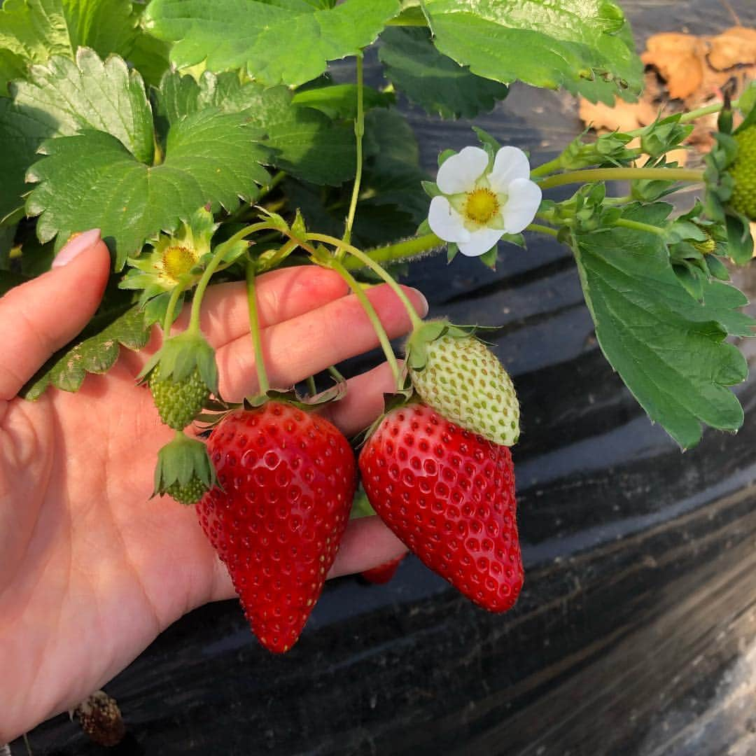 青木菜花さんのインスタグラム写真 - (青木菜花Instagram)「.﻿ .﻿ いちご狩り🍓 とちおとめ美味しかった〜！！！﻿🤤 .﻿ . #栃木旅行 #いちご狩り #とちおとめ #なのかじ #instalike #instalike #l4l」3月20日 18時39分 - nanoka_0711