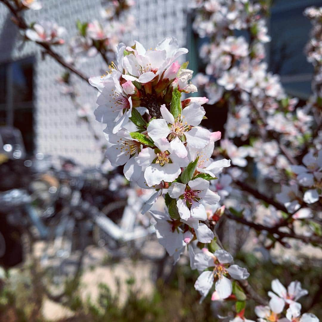 鈴木六夏さんのインスタグラム写真 - (鈴木六夏Instagram)「お散歩中、 可愛いお花がいっぱい見られる季節に(^^)」3月20日 18時43分 - rikuka.62