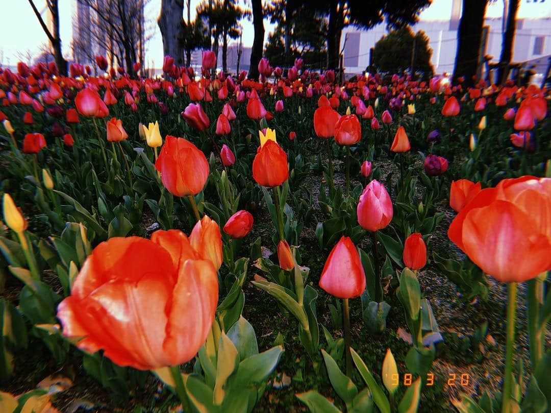 吉澤友貴さんのインスタグラム写真 - (吉澤友貴Instagram)「Refresh day🌼✨ お花屋さん行ったり大好きな駄菓子爆買いしたり、お散歩して咲いてたチューリップ可愛くて癒されました🥰🌷 、 、 👚 : @bape_japan」3月20日 18時46分 - yuki_yoshizawa_