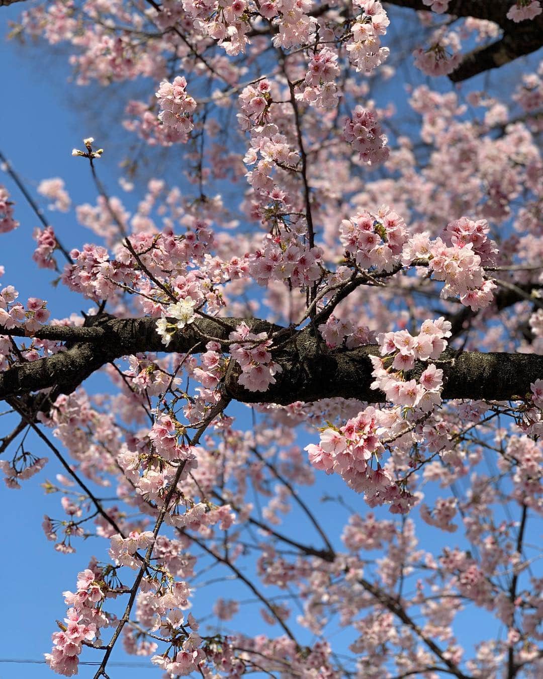 吉村優さんのインスタグラム写真 - (吉村優Instagram)「ポカポカ陽気🌸 * 一気に初夏の陽気で 乗馬日和でした🏇♡ * 今年度乗り納めだからって、、 写真撮りすぎた〜〜😂🏇🙋 本当癒される🥺😍🥺 * 千葉の桜🌸見ごろでしたよ〜🍡 明日は東京の開花宣言かな、🤔 * #癒しタイム #朝活 #乗馬 #馬  #horse #horseriding #horsetherapy  #桜 #満開 #cherryblossom」3月20日 19時02分 - yuyoshimura87