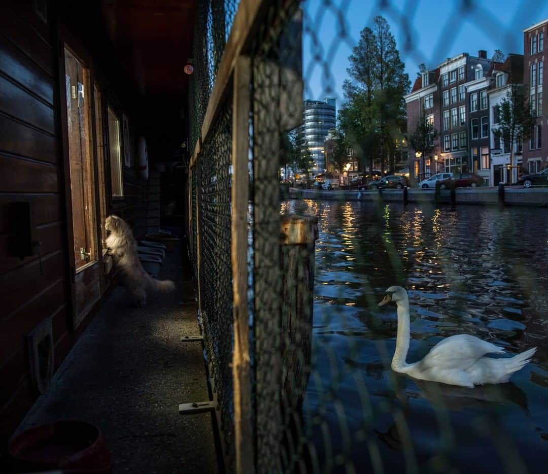 National Geographic Travelさんのインスタグラム写真 - (National Geographic TravelInstagram)「Photo by Muhammed Muheisen @mmuheisen | Last May I spent time on the world’s only floating animal sanctuary while on assignment for @natgeo in Amsterdam, the Netherlands. De Poezenboot, Dutch for “the catboat” hosts around 50 stray and abandoned cats, 17 of which are permanent residents that have lived on the boat for several years. Day after day, you become part of their environment; you're just another big cat to them. For more photos and videos from different parts of the world, follow me @mmuheisen and @mmuheisenpublic #muhammedmuheisen #amsterdam #Netherlands」3月20日 19時03分 - natgeotravel