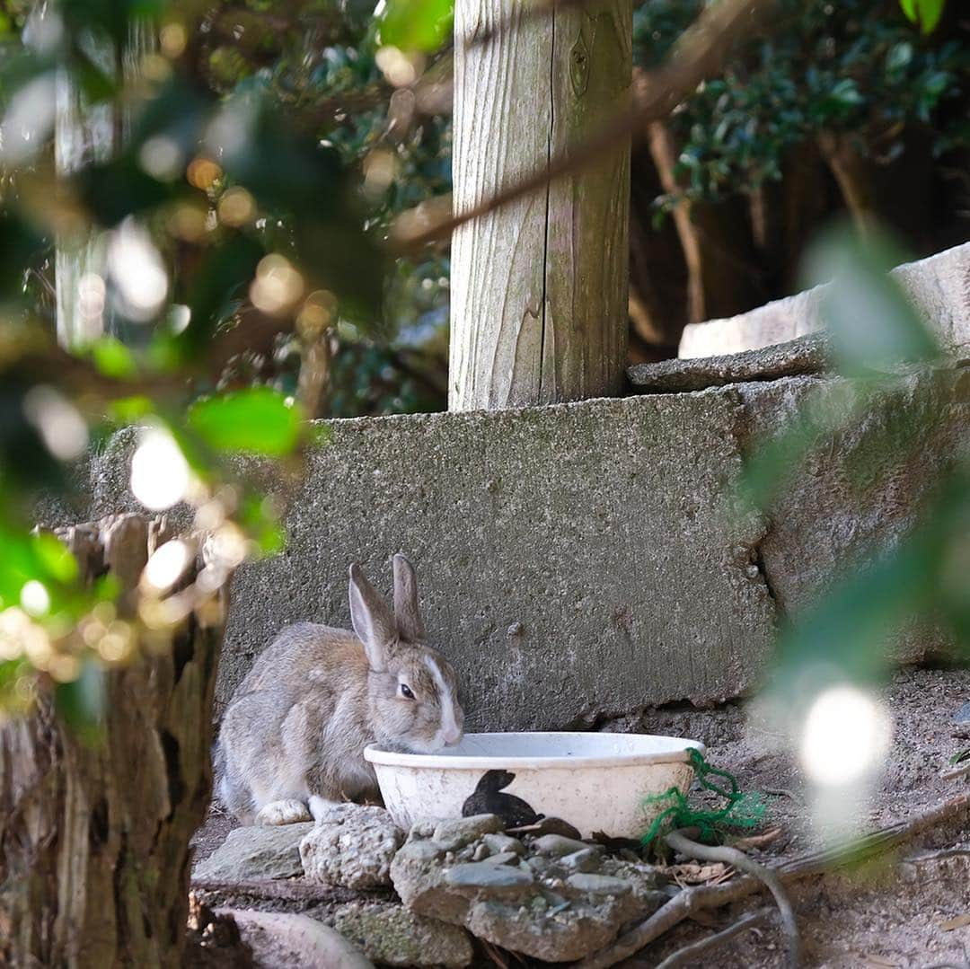 usagraphさんのインスタグラム写真 - (usagraphInstagram)「とてっとてっ…🐇💨 大久野島のうさぎさんは、とぉ〜くの方にいてもオヤツのガサガサ音は聞き逃しません☺️ 真剣な顔で走ってくる姿がなんとも愛おしい。  大久野島ウィークvol.2お送りしました✨ ＊ ＊ ＊ #大久野島 #大久野島のうさぎさん  #大久野島休暇村  #うさぎ #rabbit #bunny #ふわもこ部  #WeeklyFluff #igersjp  #instabunnies #tokyocameraclub #東京カメラ部  #bunnystagram  #今日もX日和  #うさぎ部 #ホーランドロップ #hollandlop  #アニマル写真部  #ファインダー越しの私の世界 #team_jp_西 #igers  #ig_japan」3月20日 19時18分 - usagraph