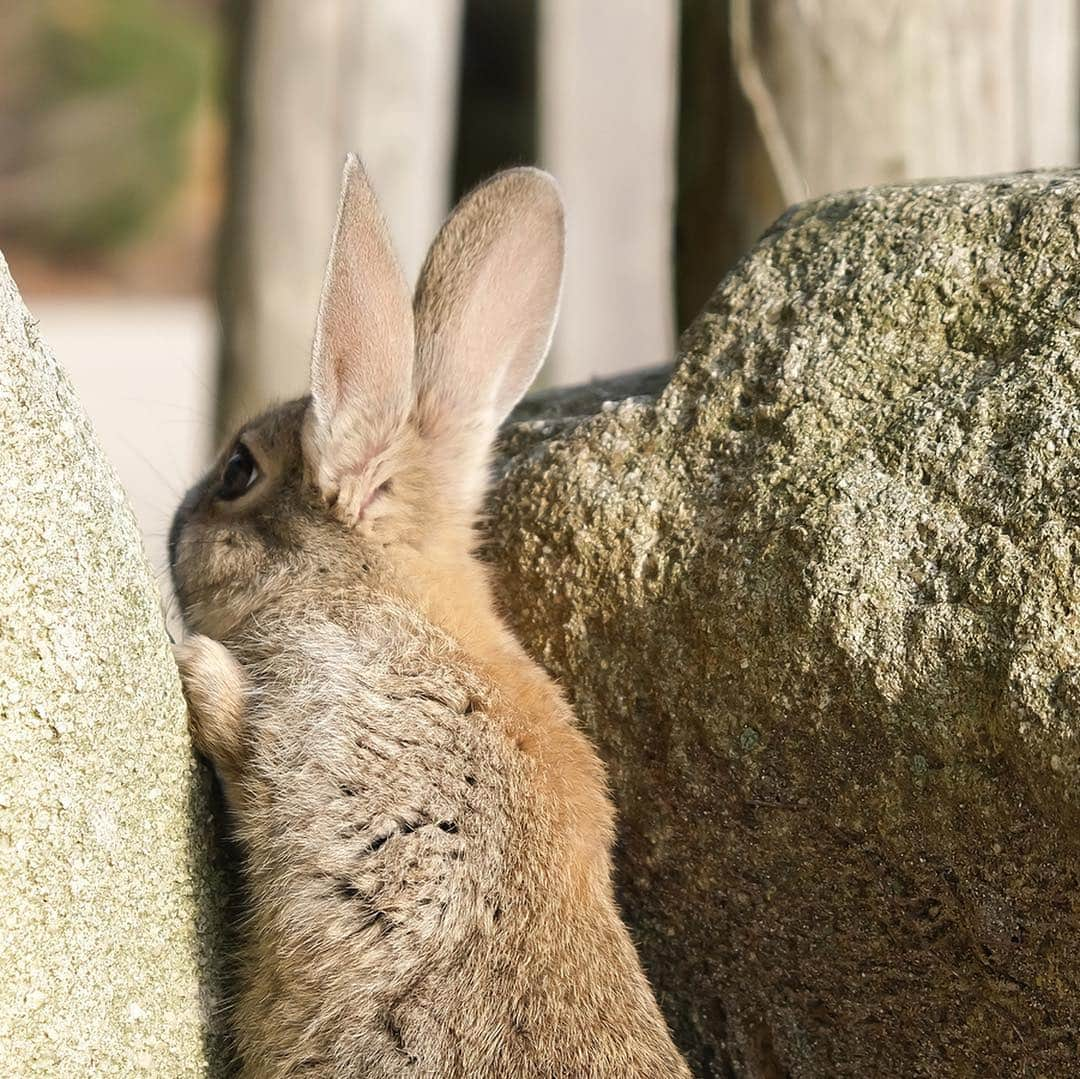 usagraphさんのインスタグラム写真 - (usagraphInstagram)「とてっとてっ…🐇💨 大久野島のうさぎさんは、とぉ〜くの方にいてもオヤツのガサガサ音は聞き逃しません☺️ 真剣な顔で走ってくる姿がなんとも愛おしい。  大久野島ウィークvol.2お送りしました✨ ＊ ＊ ＊ #大久野島 #大久野島のうさぎさん  #大久野島休暇村  #うさぎ #rabbit #bunny #ふわもこ部  #WeeklyFluff #igersjp  #instabunnies #tokyocameraclub #東京カメラ部  #bunnystagram  #今日もX日和  #うさぎ部 #ホーランドロップ #hollandlop  #アニマル写真部  #ファインダー越しの私の世界 #team_jp_西 #igers  #ig_japan」3月20日 19時18分 - usagraph