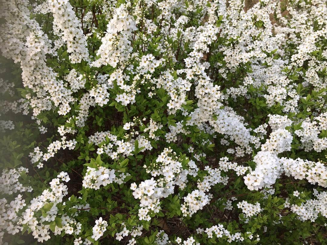 福田沙紀さんのインスタグラム写真 - (福田沙紀Instagram)「良い天気。そして良い香り。お花がとても綺麗。」3月20日 19時23分 - sakifukuda_official