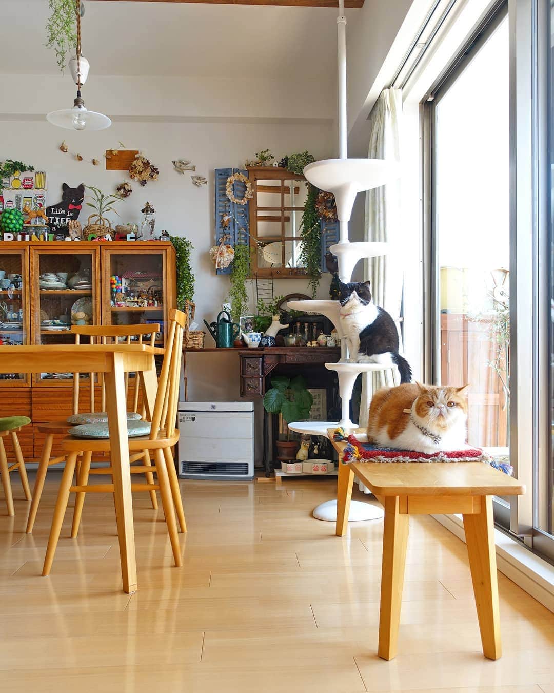 のインスタグラム：「🌿 乾燥で バサバサだった ダイニングテーブルと 椅子たちにオイルを ようやく塗り込みました😂 #見てみぬふりしててごめんなさい🙏 木の滑らかさがよみがえって あぁ、手をかけてあげなきゃなと反省…😭 以外と面倒な作業でね💦  ぷにぽぽ。はかぁちゃん頑張れ隊として 多分応援してくれてたはず💧😳 ・ ・ ・」