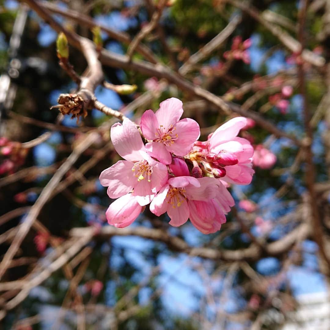 田畑祐一さんのインスタグラム写真 - (田畑祐一Instagram)「毛利池の畔に立つ垂れ桜が、今日一気に咲き始めました。 長崎ではソメイヨシノも咲き始めたようで。  #桜 #しだれ桜 #六本木ヒルズ」3月20日 19時37分 - tabatayuichi