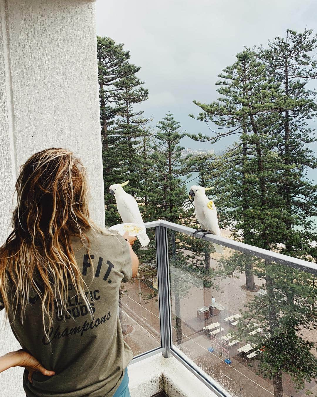 ブリアナ・コープさんのインスタグラム写真 - (ブリアナ・コープInstagram)「Manly Beach AKA dog & bird capital of the world 🤪🙃🤣 @sebelmanlybeach aka best hotel in Manly 🙃」3月20日 19時35分 - briannacope