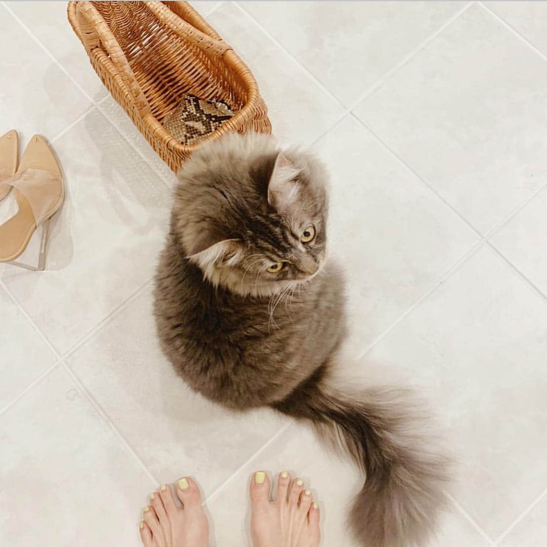 のインスタグラム：「忙しい日々の癒し。丸ーいフォルムともふもふのしっぽ🥰 . #figaro_boy #サイベリアン」