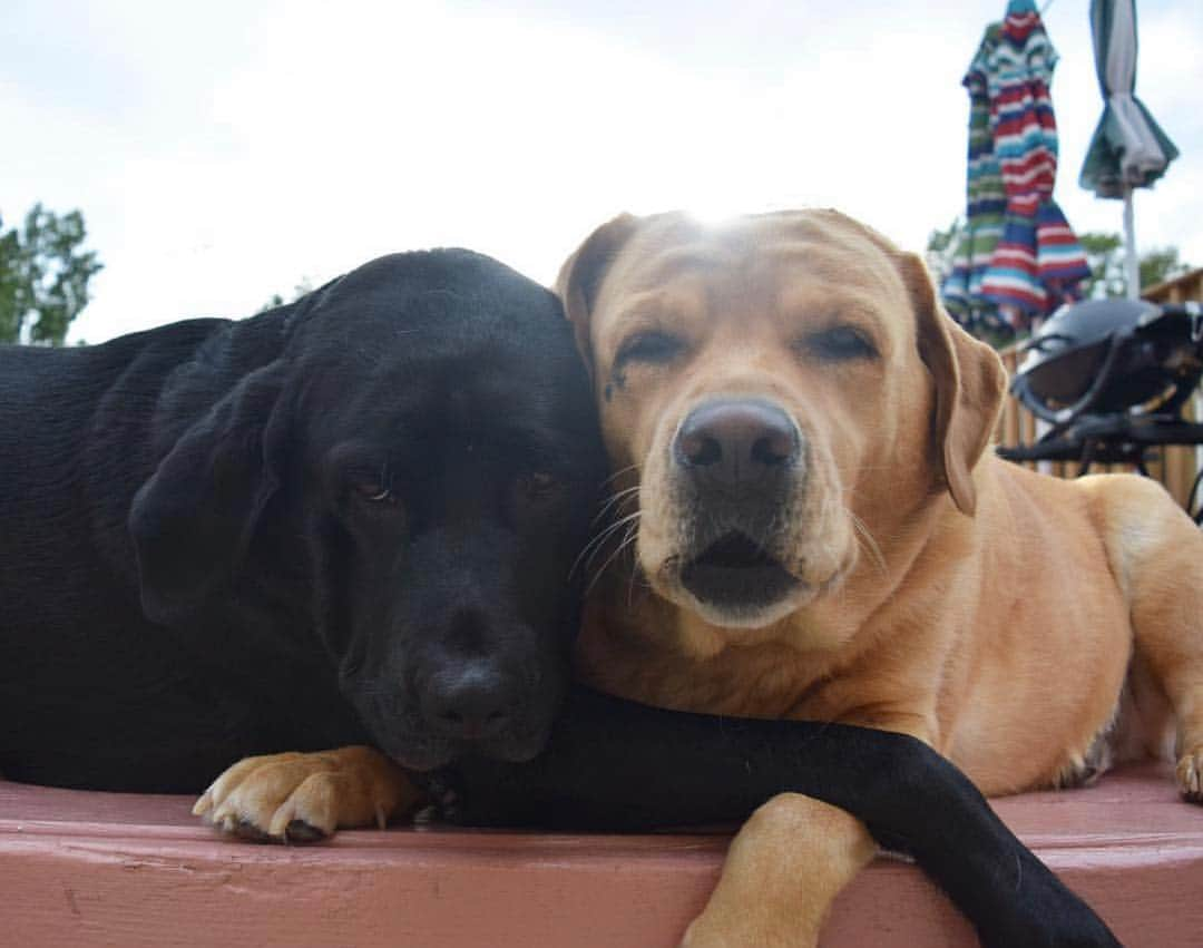 Jake And Gingerさんのインスタグラム写真 - (Jake And GingerInstagram)「A very grumpy morning💤 #worldoflabs #fab_labs_ #talesofalab #labs_of_insta #weeklyfluff #dogsofinstagram」3月20日 19時40分 - jake_n_ginger