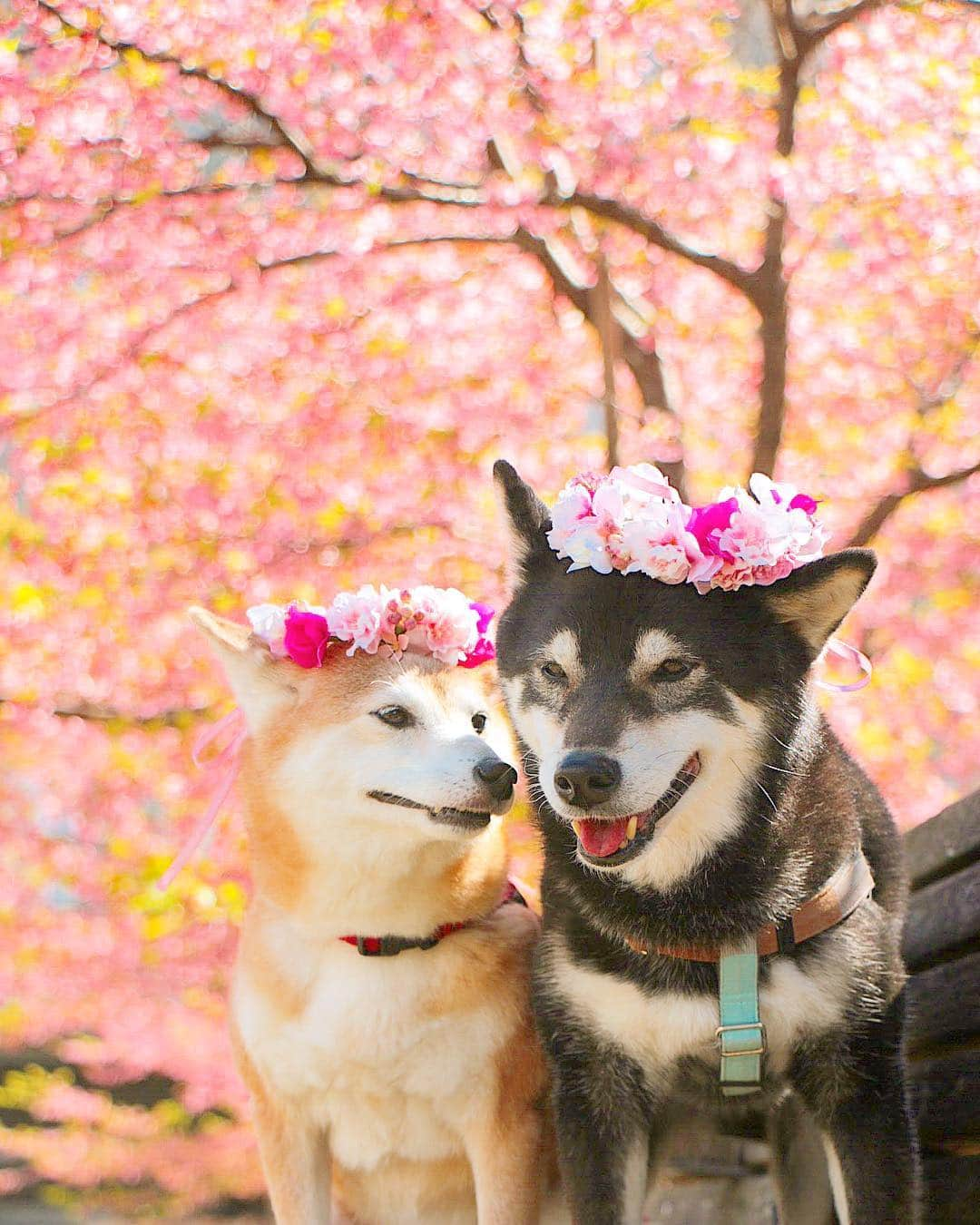 柴犬 けんしろう ゆりあさんのインスタグラム写真 - (柴犬 けんしろう ゆりあInstagram)「昨日のつづき🌸 . 不機嫌だった彼女から おぉ！まさかのチュー💋 と思いきや.. 牙チラつかせてる😱 . 猟奇的なしばいぬ彼女😂😂 . . Location: 千葉」3月20日 20時21分 - nerishiro