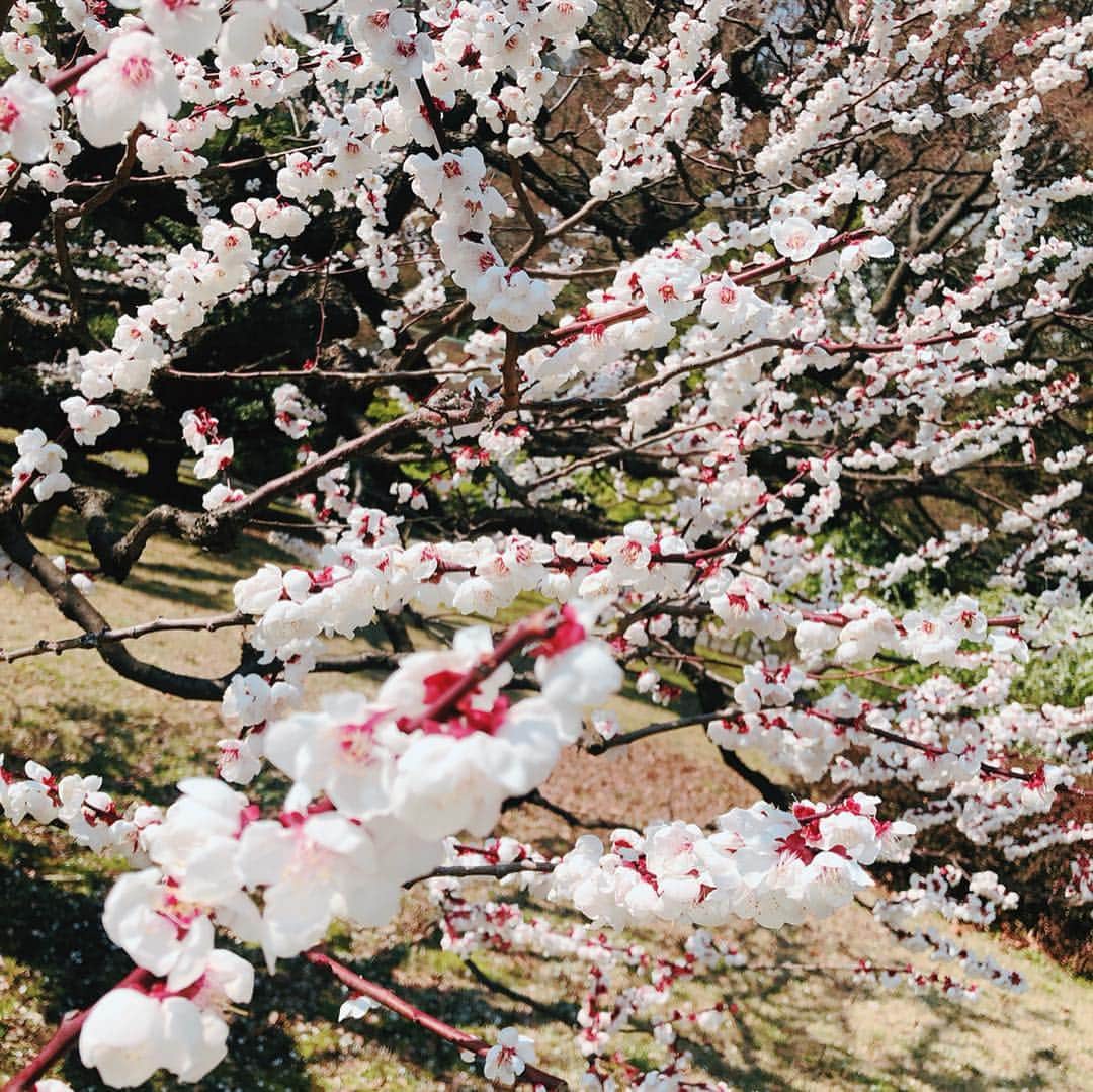 石川瑠利子さんのインスタグラム写真 - (石川瑠利子Instagram)「. . spring from Japan🥳✨ . .」3月20日 20時27分 - ruriko_ishikawa