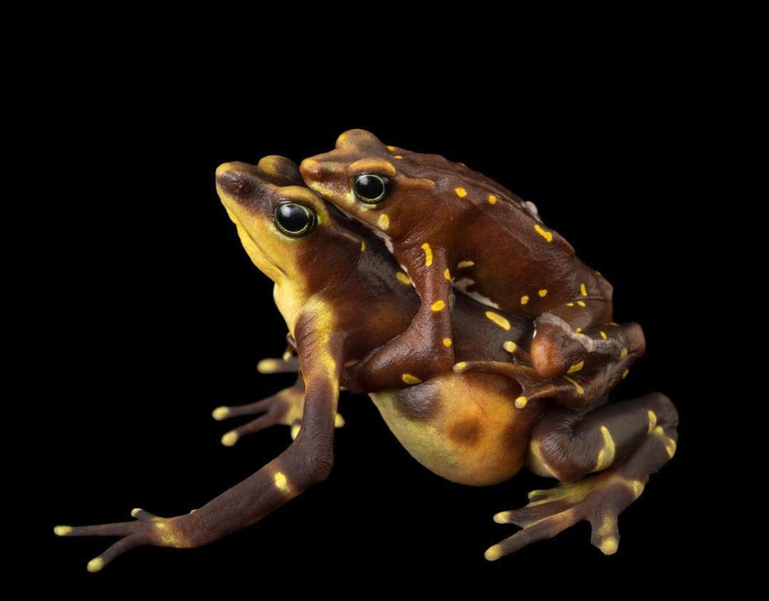 Joel Sartoreさんのインスタグラム写真 - (Joel SartoreInstagram)「​Native to Colombia and Panama, the Pirri harlequin frog’s population has experienced major declines due to chytridiomycosis, a fungus that is wiping out frog species in South America. Additional threats include habitat loss due to agricultural development, logging, human settlement, and pollution, often from the spraying chemicals on illegal crops. You can take steps to protect frog species native to your area by choosing to keep your yard 100% chemical and pesticide free. Photo taken @amphibianrescue in Panama.」3月20日 20時28分 - joelsartore