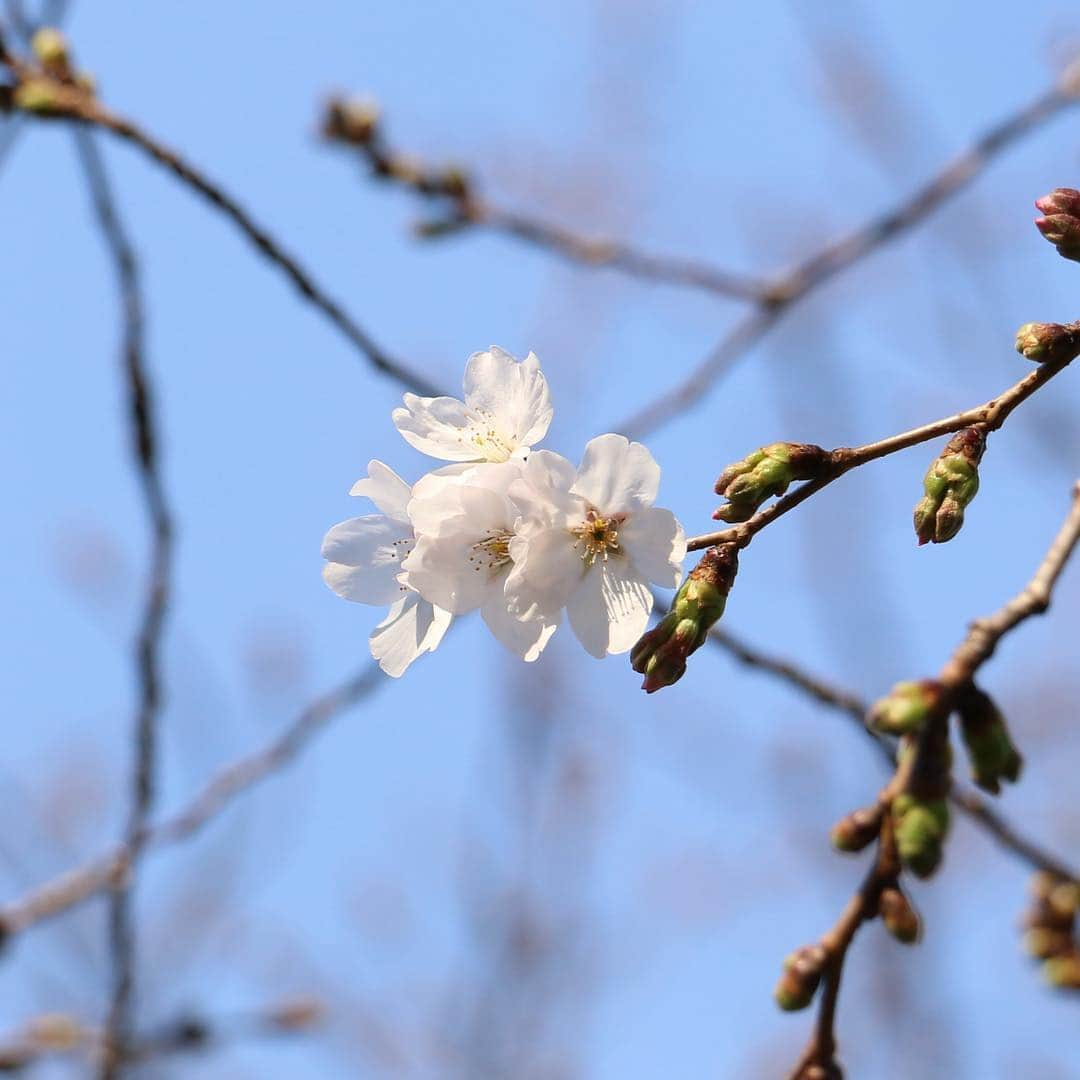 八芳園のインスタグラム