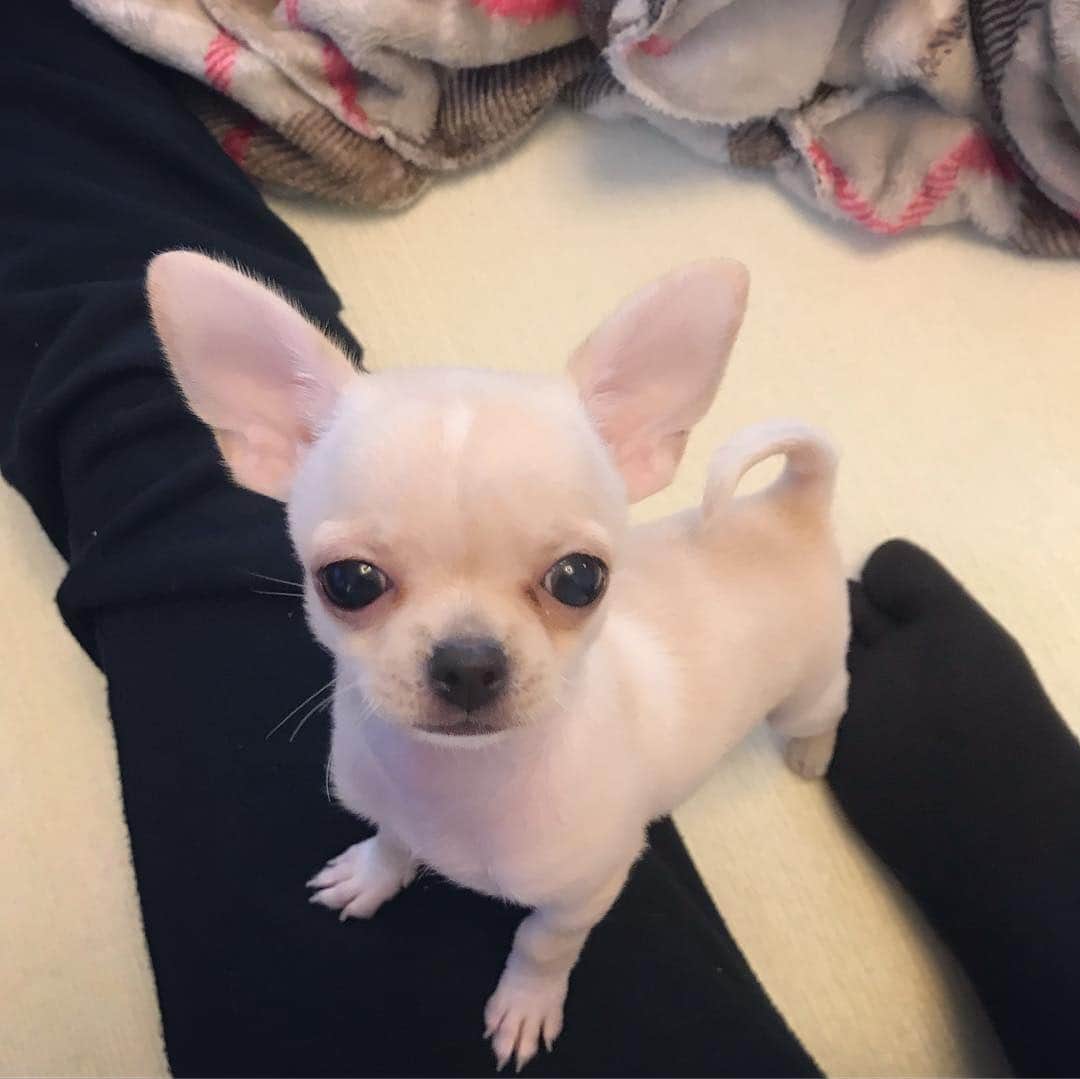 のインスタグラム：「一年前の今日シリーズ✨ ・ 小晴くん二ヶ月齢。 ・ ②は、まだ後ろ足の筋肉が弱くて食べる時グラグラしてる可愛らしい小晴くん😍 ・ ③は今朝の食べ姿。 大きくなったなぁ✨ ・ 子犬の時の小晴くんも本当に可愛いんだけど、ママとしては、今日の小晴くんが一番可愛いなと思うのを毎日更新していってる。←親バカ ・ ・ ・ #chihuahua #チワワ #チワワ部 #dog #doglovers #dogstagram #instadog #petsofinstagram #lovedogs #ilovedogs #小晴 #犬のいる暮らし #chihuahuaoftheday #mydog #lovemydog #ilovemydog #チワスタグラム #cute #cutedog #cutechihuahua #ワンコなしでは生きて行けません会 #スムースコートチワワ #スムチー #ちわすたぐらむ #わんこのいる生活 #わんこ #子犬 #puppy」