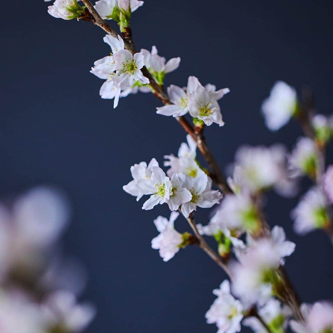 青山フラワーマーケットさんのインスタグラム写真 - (青山フラワーマーケットInstagram)「なんとも暖かい一日でした。もうすぐ桜が咲きそうですね🌸花見は毎年の楽しみだったのですが、当方花粉症を発症してからというもの勇気がなくて行けておりません🤧そんな同志の皆様、桜の枝を飾って家で花見はいかがでしょうか。いつもは遠くから眺めるばかりの桜を、じっくり間近で観察するのもいいものです🍶また3/29（金）には、青山フラワーマーケット ティーハウスの赤坂Bizタワー店で、フラワースクールのハナキチ @aoyamaflowermarket_hanakichi によるフラワーレッスン 、青山フラワーマーケット ティーハウス @aoyamaflowermarket_teahouse の桜メニューが楽しめるイベント(予約制)も開催されます。もちろん、店内は桜が満開。室内でお花見が楽しめます🌸#aoyamaflowermarket #flower #sakura #livingwithflowerseveryday #青山フラワーマーケット#フラワー#桜#花のある暮らし」3月20日 20時49分 - aoyamaflowermarket